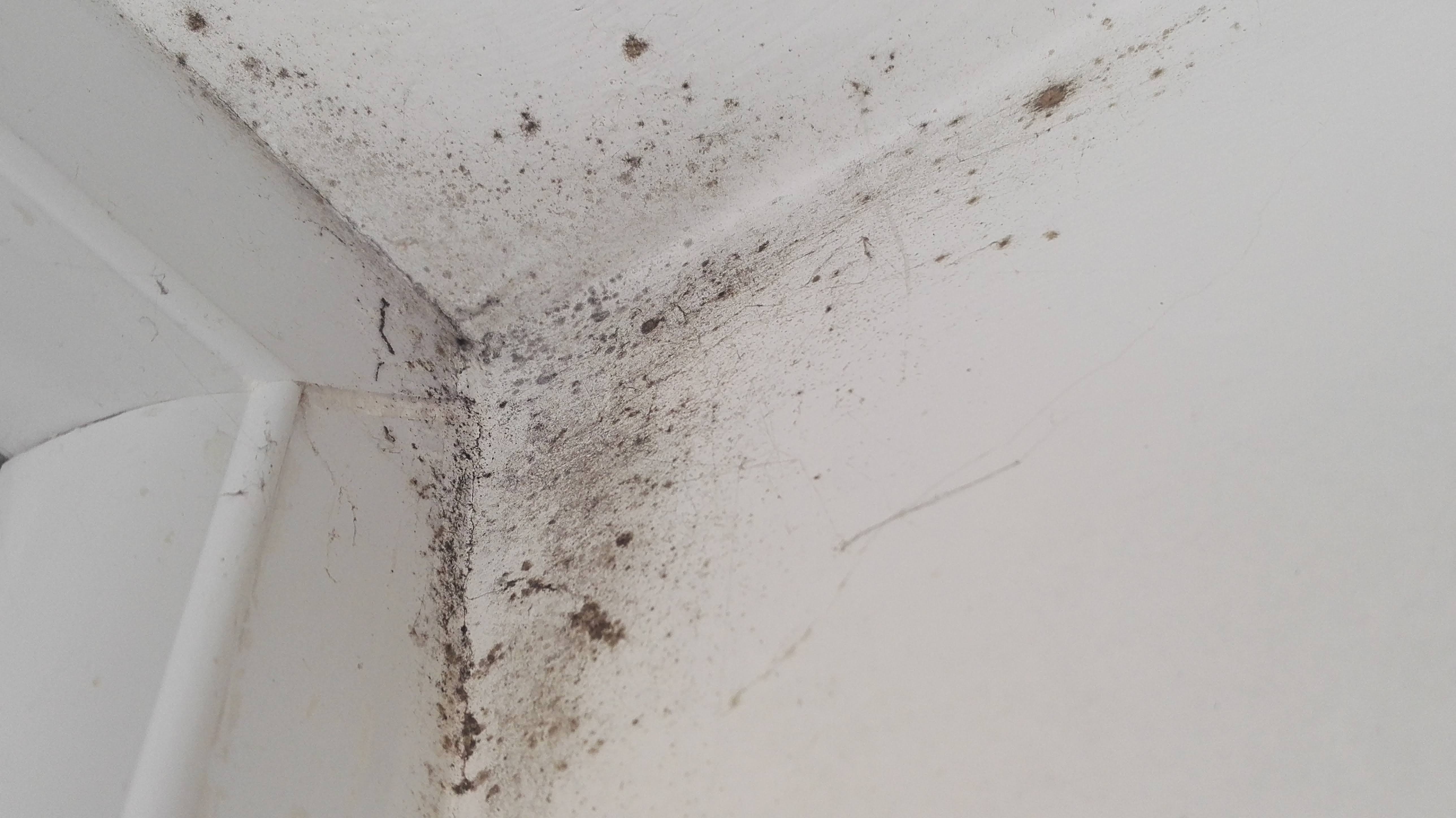 Que faire en cas de moisissures dans un logement humide ?